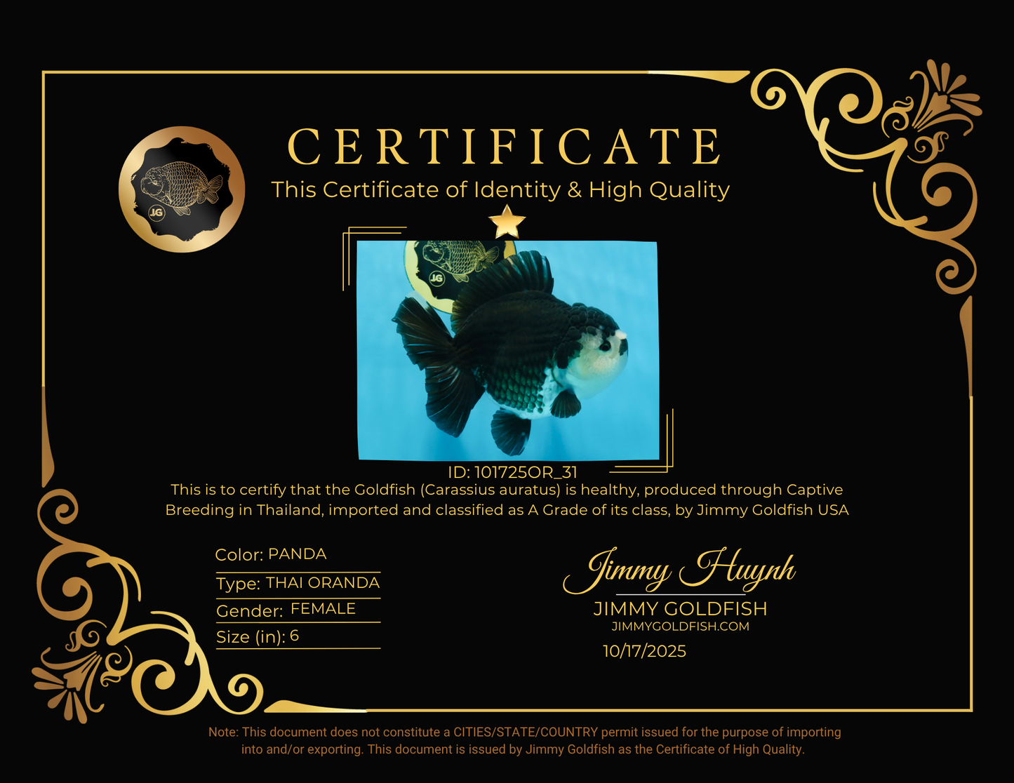 A Grade Pompom Panda Oranda Female 6 inches #101725OR_31