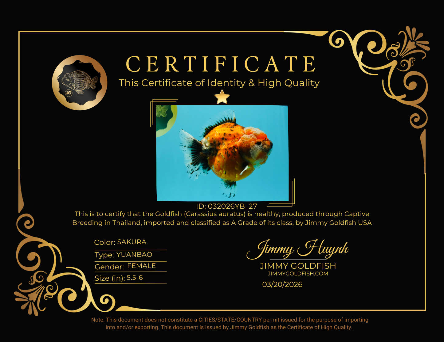 SPECIAL A Grade Sakura Yuanbao Female 5.5-6 inches #032026YB_27