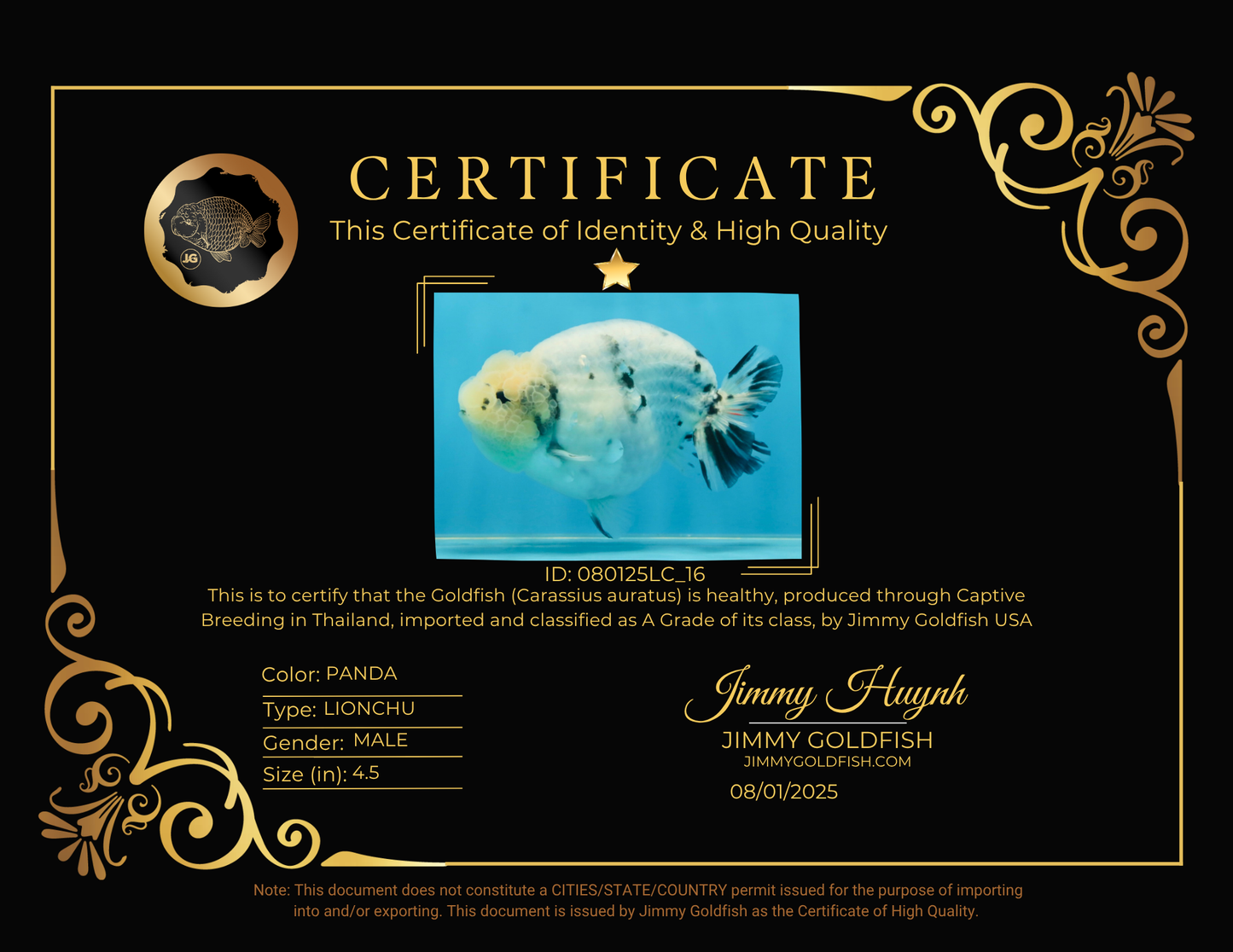 A Grade Marble Blue Back Sakura Lionking 4.5 inches #080125LC_16