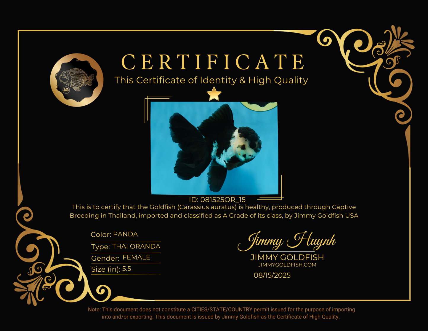 A Grade Panda Oranda Female 5.5 inches #081525OR_15