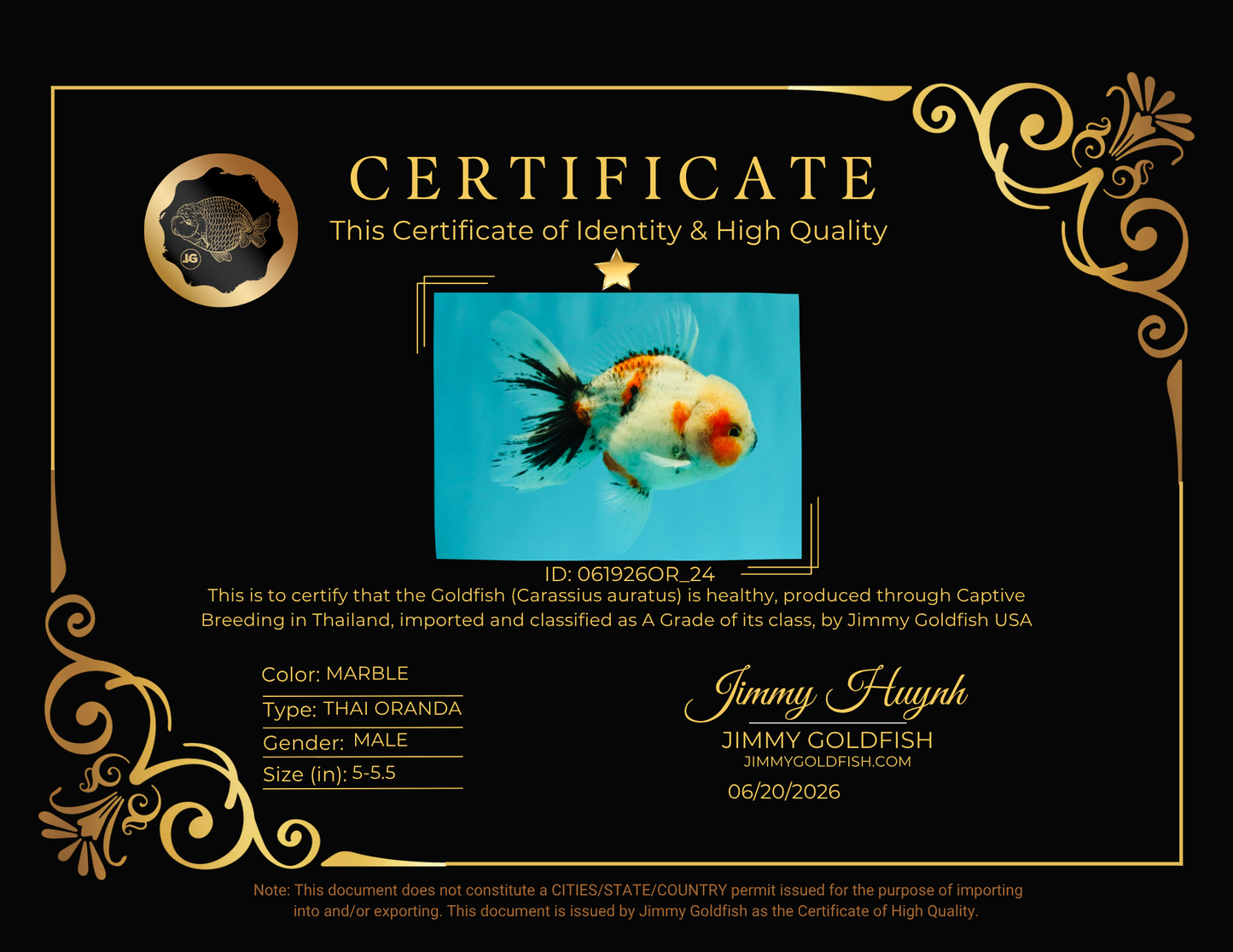 A Grade Marble Oranda Male 5-5.5 inches #061926OR_24