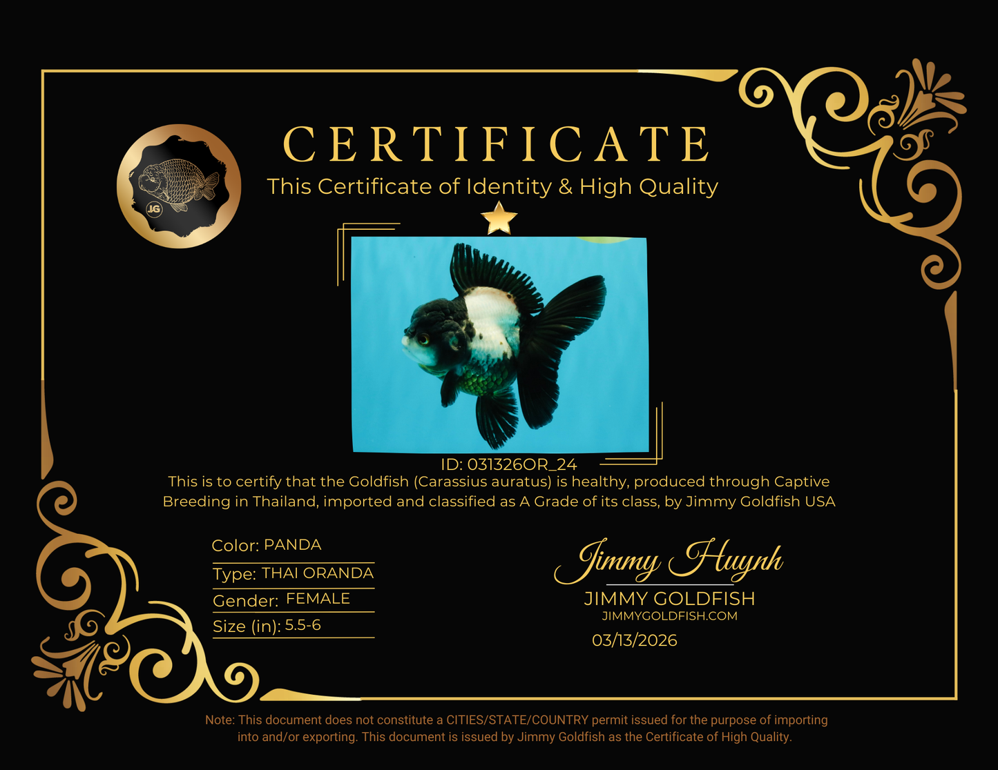 ROYAL A Grade Panda Oranda Female 5.5-6 inches #031326OR_24