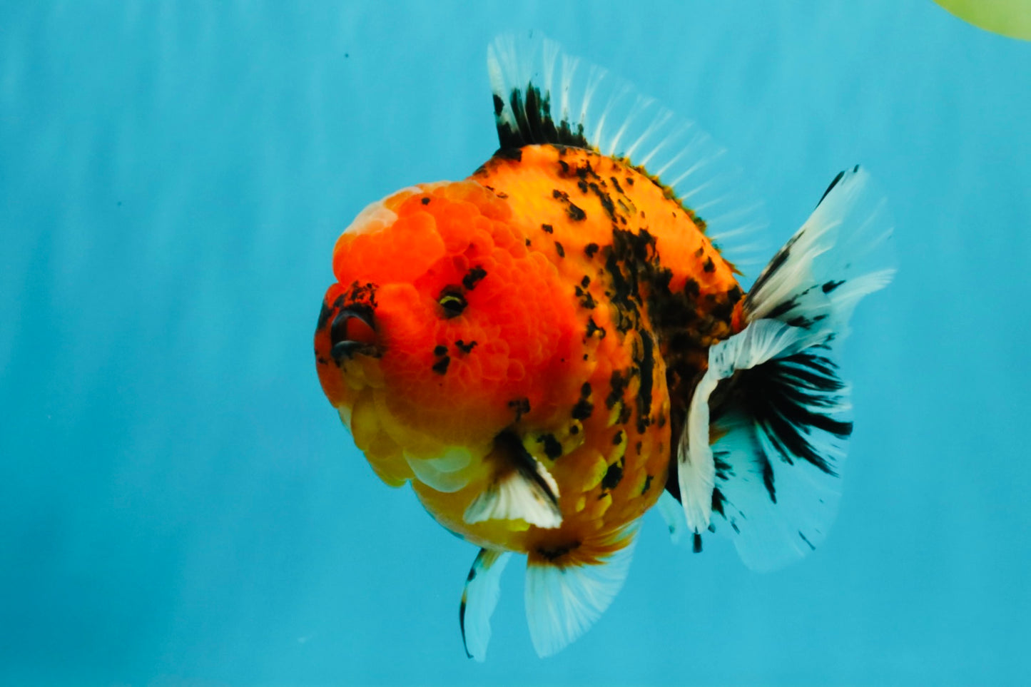 AAA Grade Godzilla Tiger Yuanbao Male 5-5.5  inches #031326YB_21