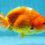 Sakura Chinese Ranchu Female 5 inches #120525RC_06