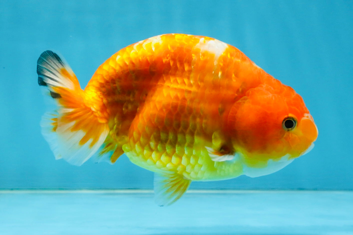 Sakura Chinese Ranchu Female 5 inches #120525RC_06