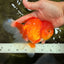 TOMATO A Grade Red White Oranda Female 6 inches #082826OR_17