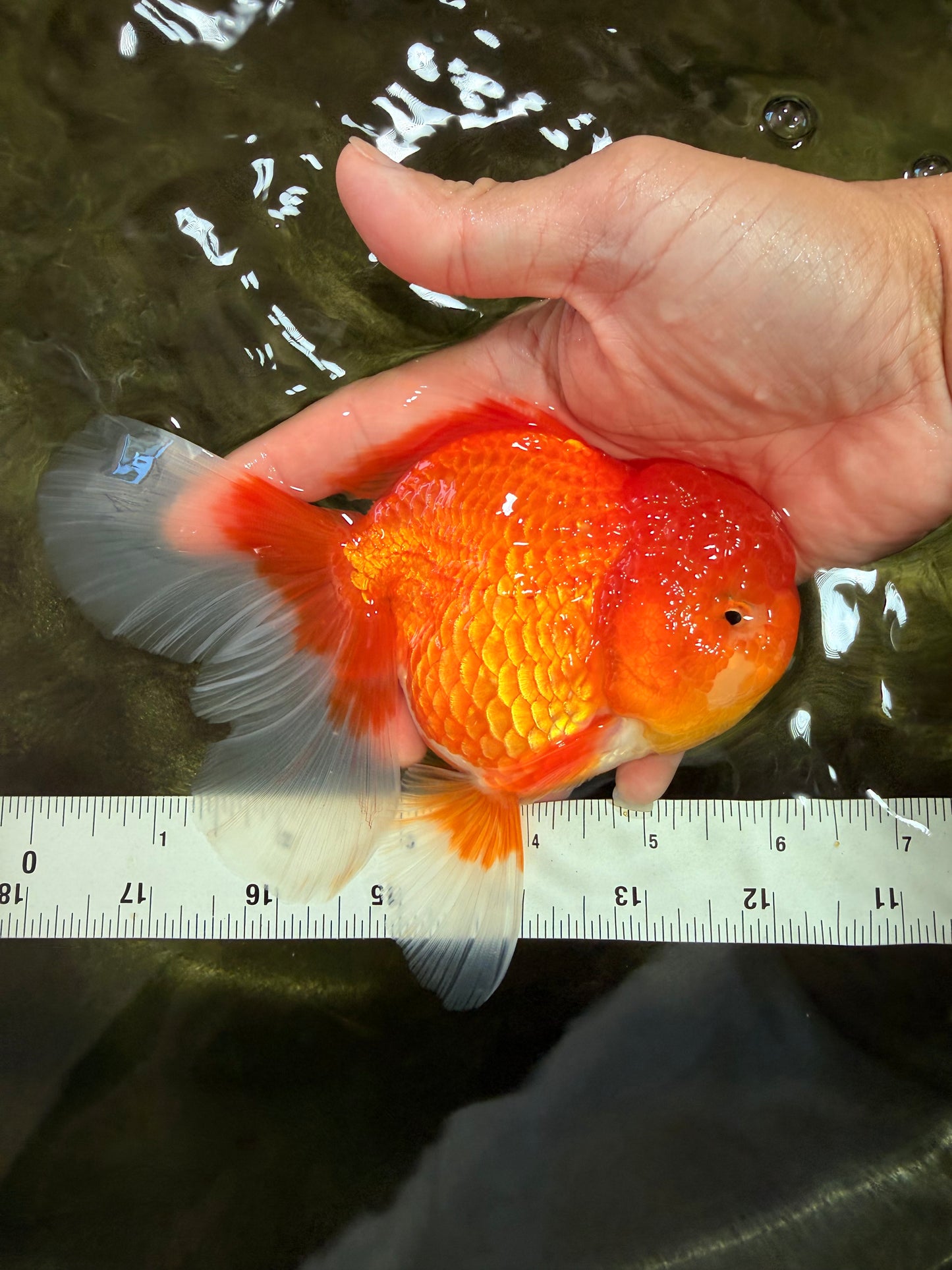 TOMATO A Grade Red White Oranda Female 6 inches #082826OR_17