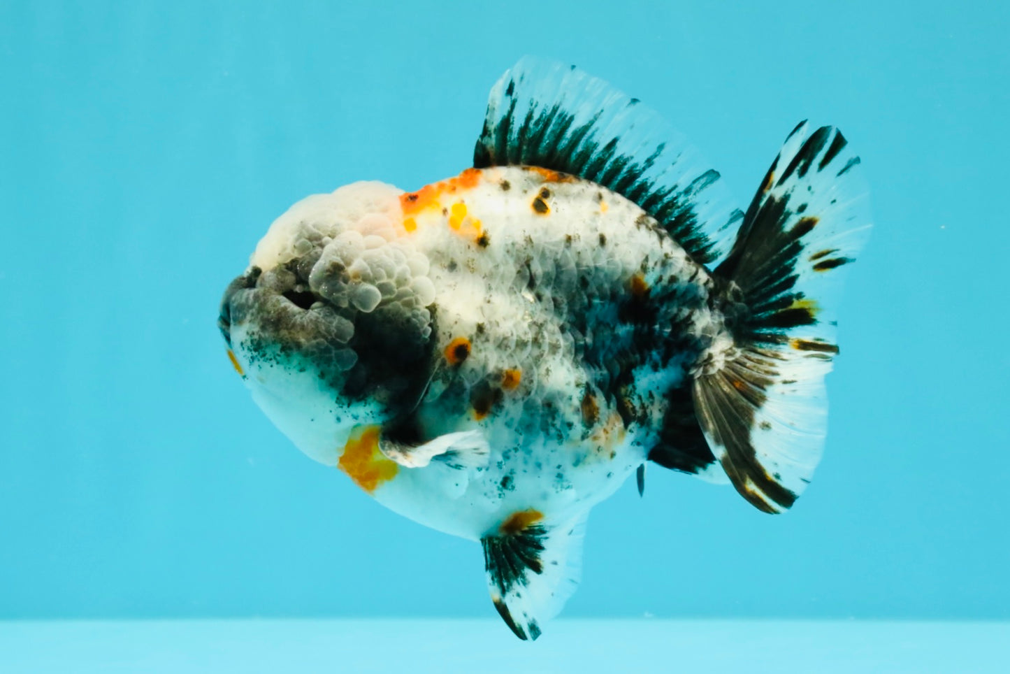 Calico Yuanbao Male 5 inches #032026YB_16