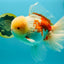 FLUFFY AAA Grade Jumbo Boradtail Red White Oranda Male 8.5 inches #072426OR_02
