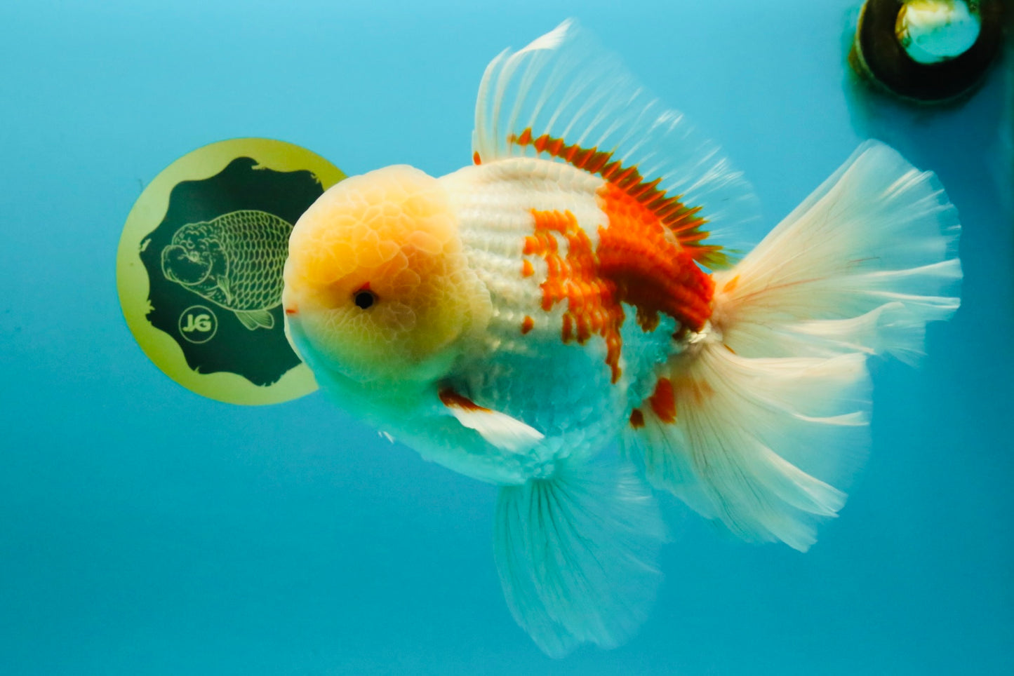 FLUFFY AAA Grade Jumbo Boradtail Red White Oranda Male 8.5 inches #072426OR_02