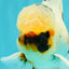 A Grade Marble Oranda Male 5.5-6 inches #082826OR_08