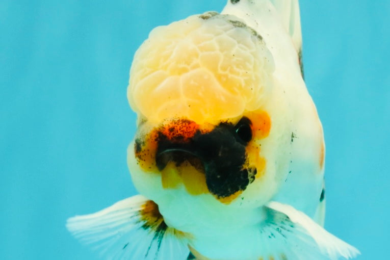 A Grade Marble Oranda Male 5.5-6 inches #082826OR_08