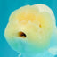 White Lionchu Female 4.5-5 inches #051526LC_15