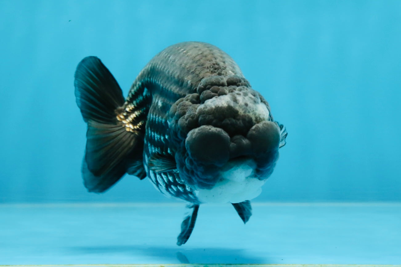 AAA Grade CHONKY Blue LionQueen 4.5 inches #100325LC_10