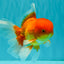 A Grade Red White Oranda Male 6 inches #081426OR_13