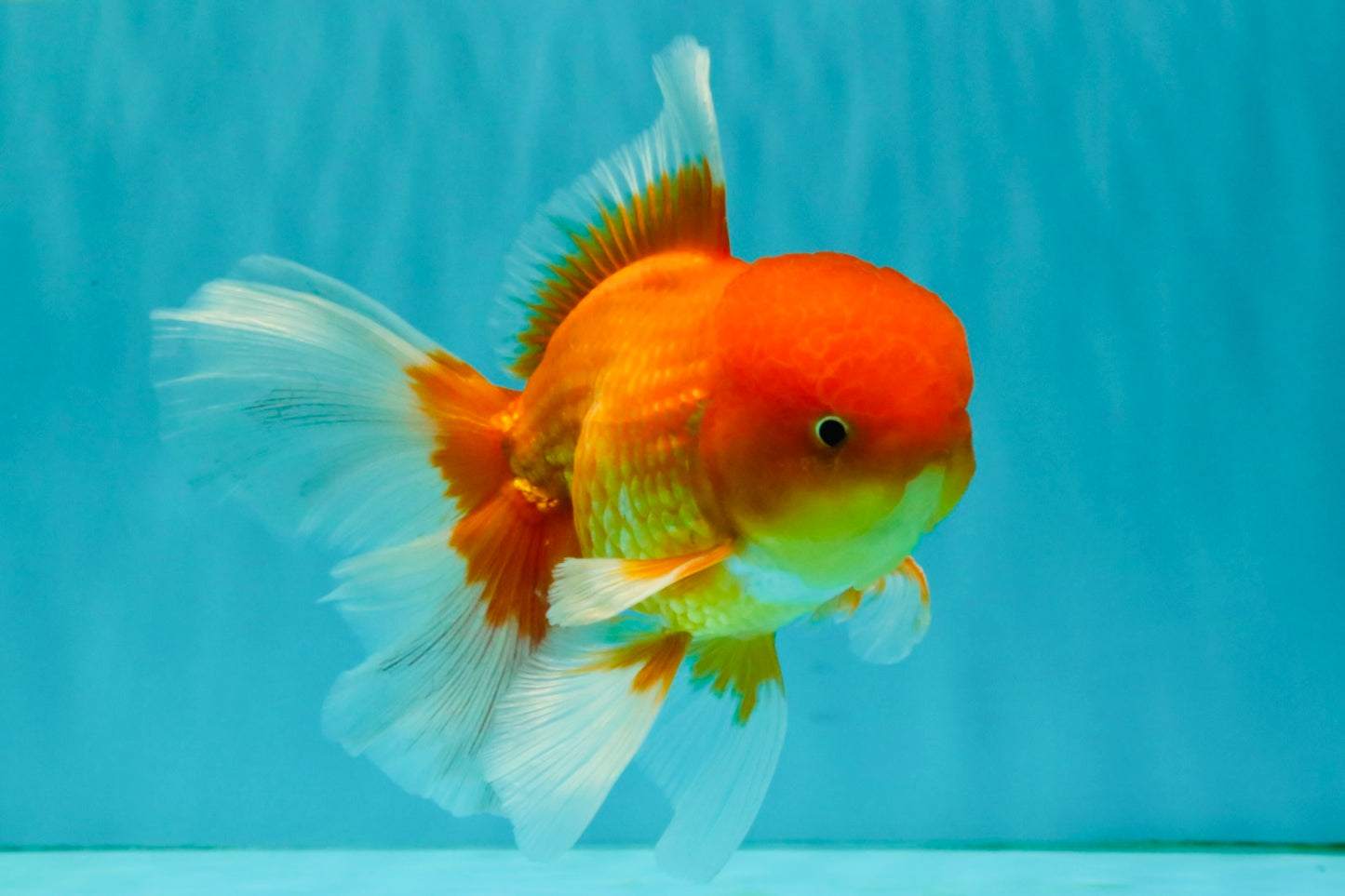 A Grade Red White Oranda Male 6 inches #081426OR_13