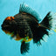 GIANT AAA Grade Red Head Kirin Oranda Male 7-7.5  inches #070326OR_05