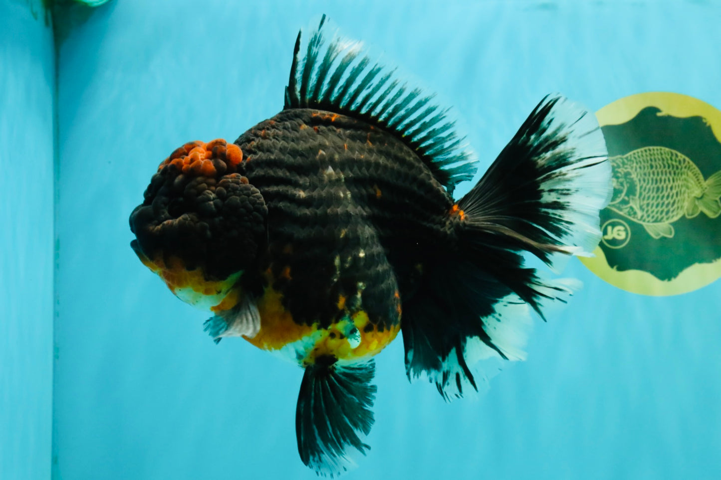 GIANT AAA Grade Red Head Kirin Oranda Male 7-7.5  inches #070326OR_05