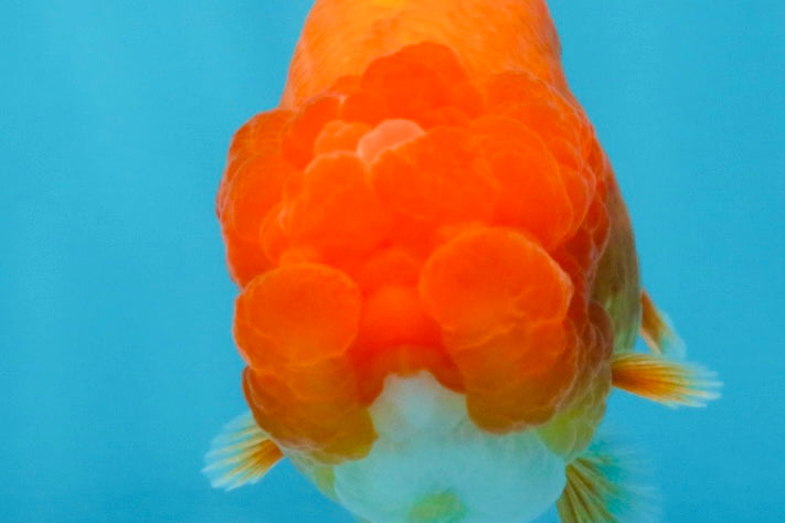 AAA Grade Red White LionQueen 4 inches #103125LC_25