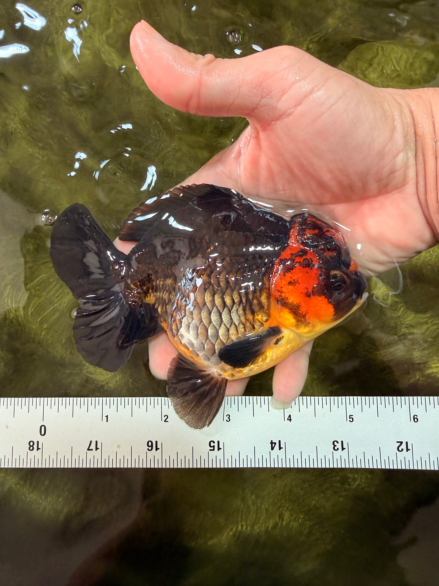 UNIQUE AAA Grade Apache Yuanbao Male 5-5.5 inches #051526YB_06