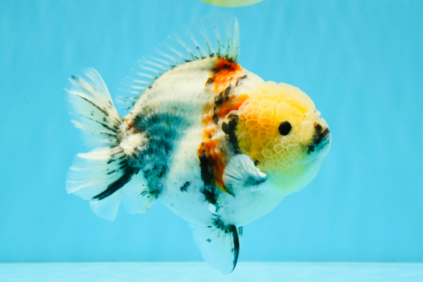 AAA Grade Marble Yuanbao Male 5.5-6 inches #041026YB_25