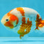 AAA Grade Special Red White Kohaku Chinese Ranchu Male 5 inches #101025RC_20