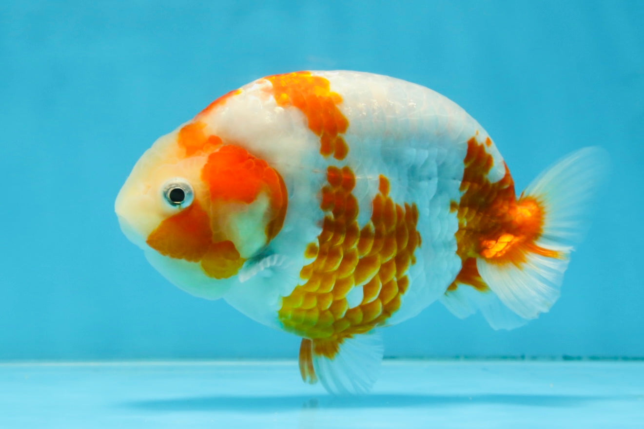 AAA Grade Special Red White Kohaku Chinese Ranchu Male 5 inches #101025RC_20