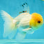A Grade White Buttoned Eyes Oranda Male 4.5-5 inches #042525OR_09