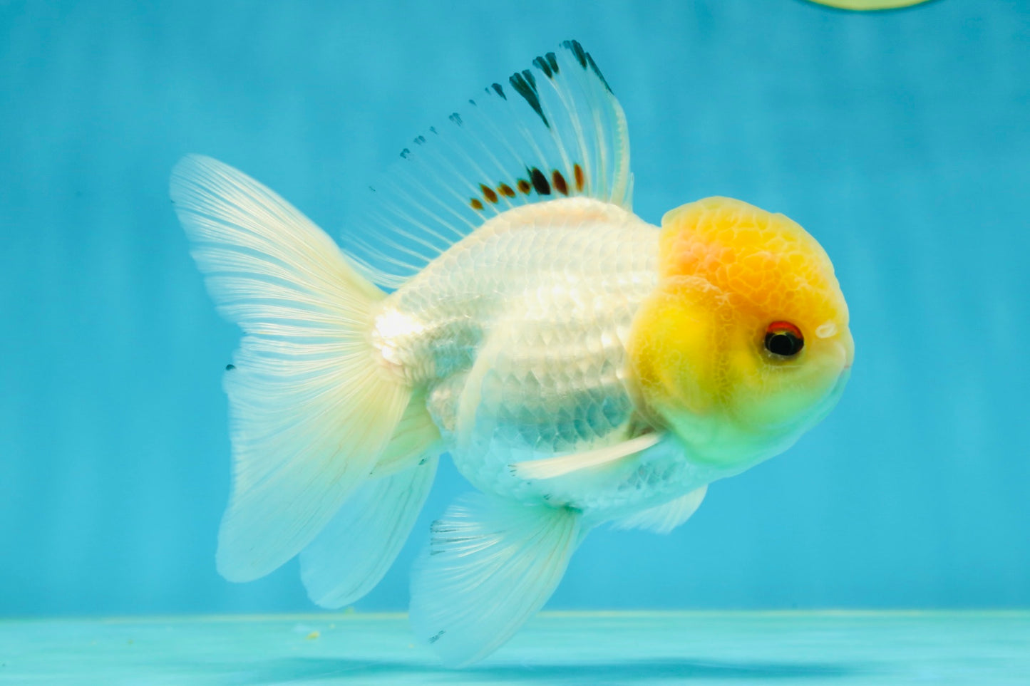 A Grade White Buttoned Eyes Oranda Male 4.5-5 inches #042525OR_09