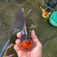 A Grade Lava Head Tricolor Oranda Male 5.5-6 inches #110124OR_18