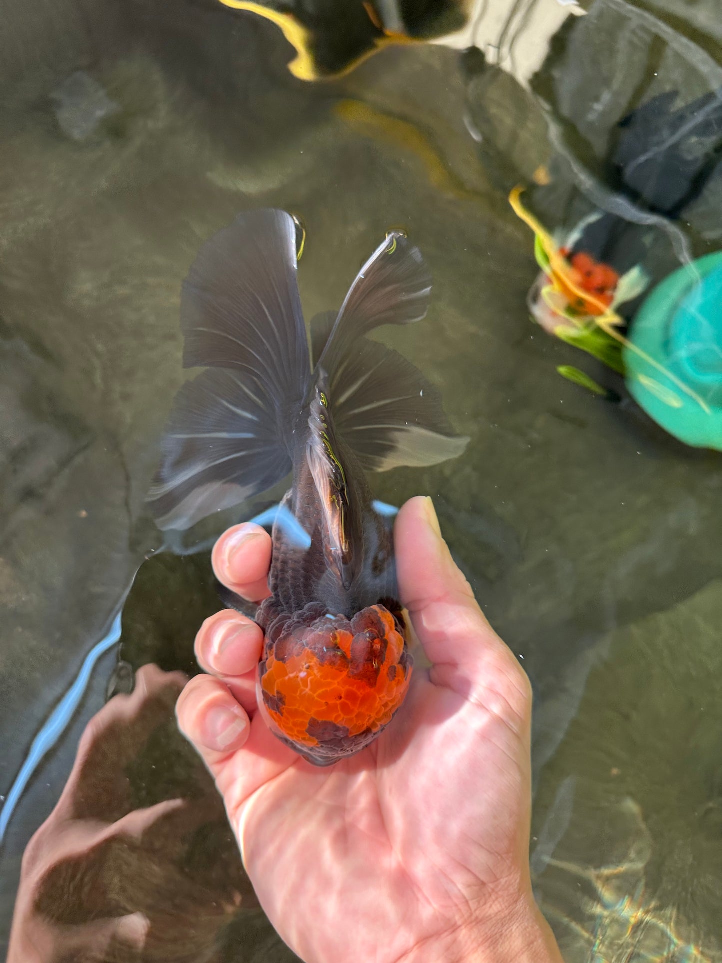 A Grade Lava Head Tricolor Oranda Male 5.5-6 inches #110124OR_18