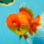 GIANT A Grade Jumbo Red White Oranda Female 7.5 inches #031326OR_05