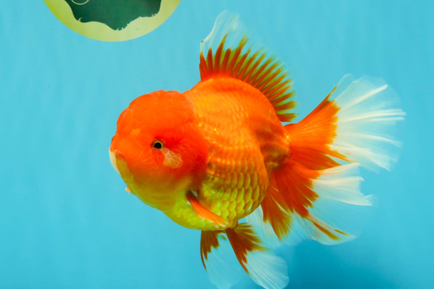 GIANT A Grade Jumbo Red White Oranda Female 7.5 inches #031326OR_05