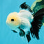 SPECIAL Panda Button Eyes Oranda Male 5 inches #041026OR_11