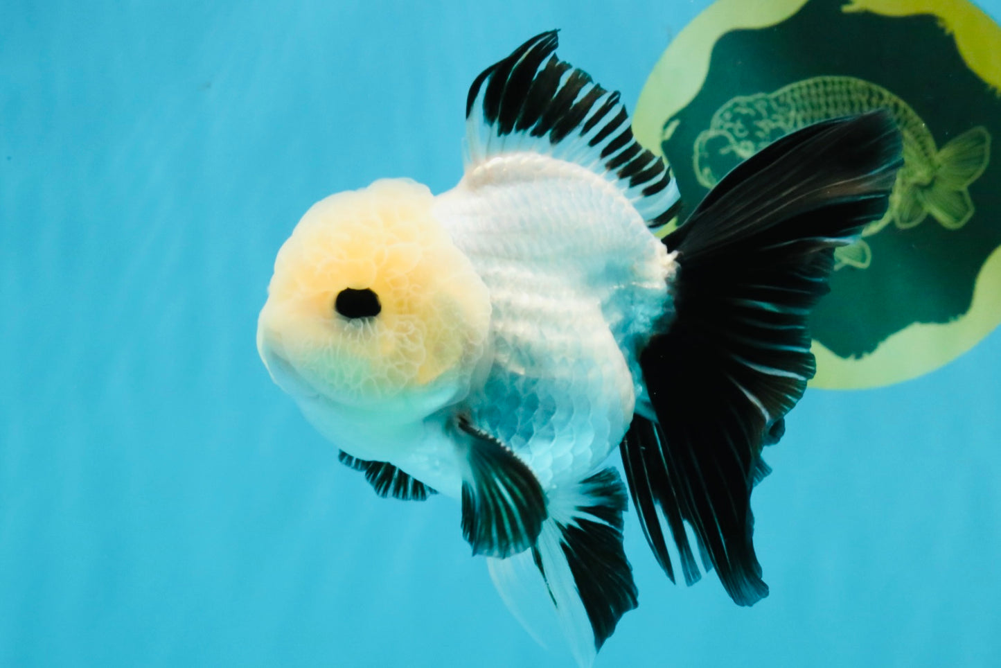 SPECIAL Panda Button Eyes Oranda Male 5 inches #041026OR_11