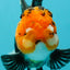 A Grade Monster Red Head Tricolor Oranda Male 5 inches #110124OR_16