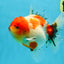AAA Grade Sakura Oranda Female 5 inches #050925OR_47