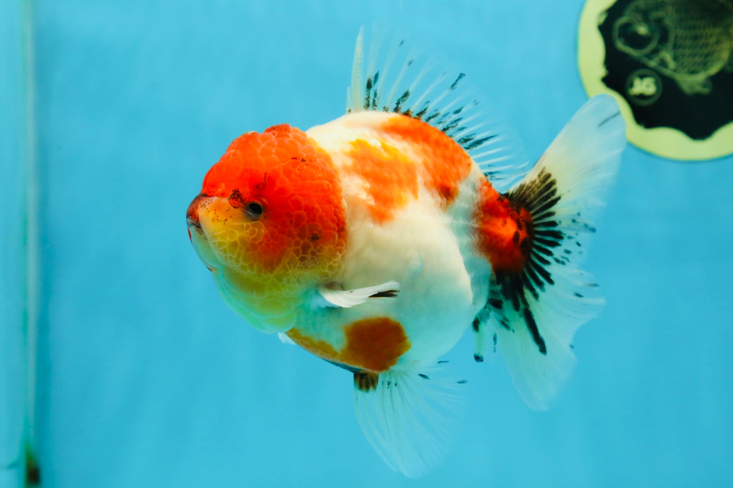 AAA Grade Sakura Oranda Female 5 inches #050925OR_47