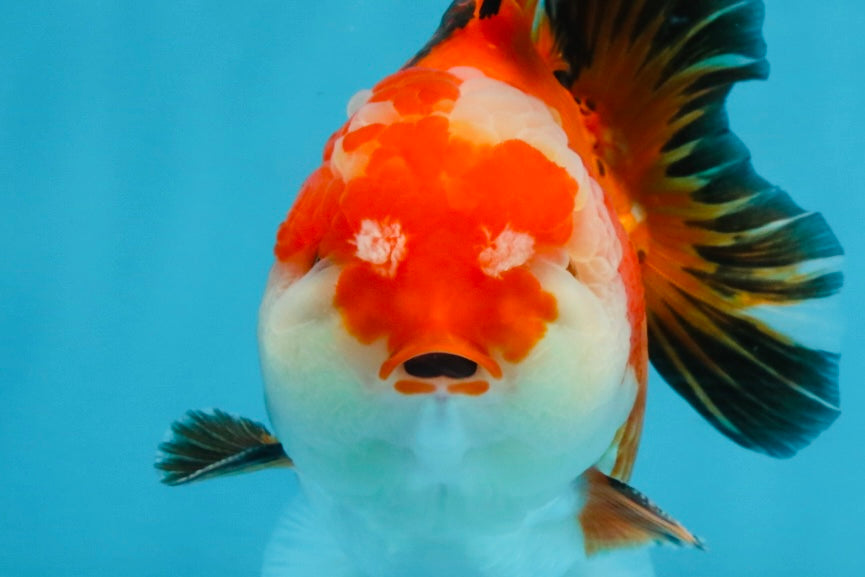 A Grade Tricolor Yuanbao Male 4.5 inches #103125YB_02