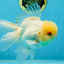 A Grade White Oranda Male 5.5-6 inches #060625OR_26