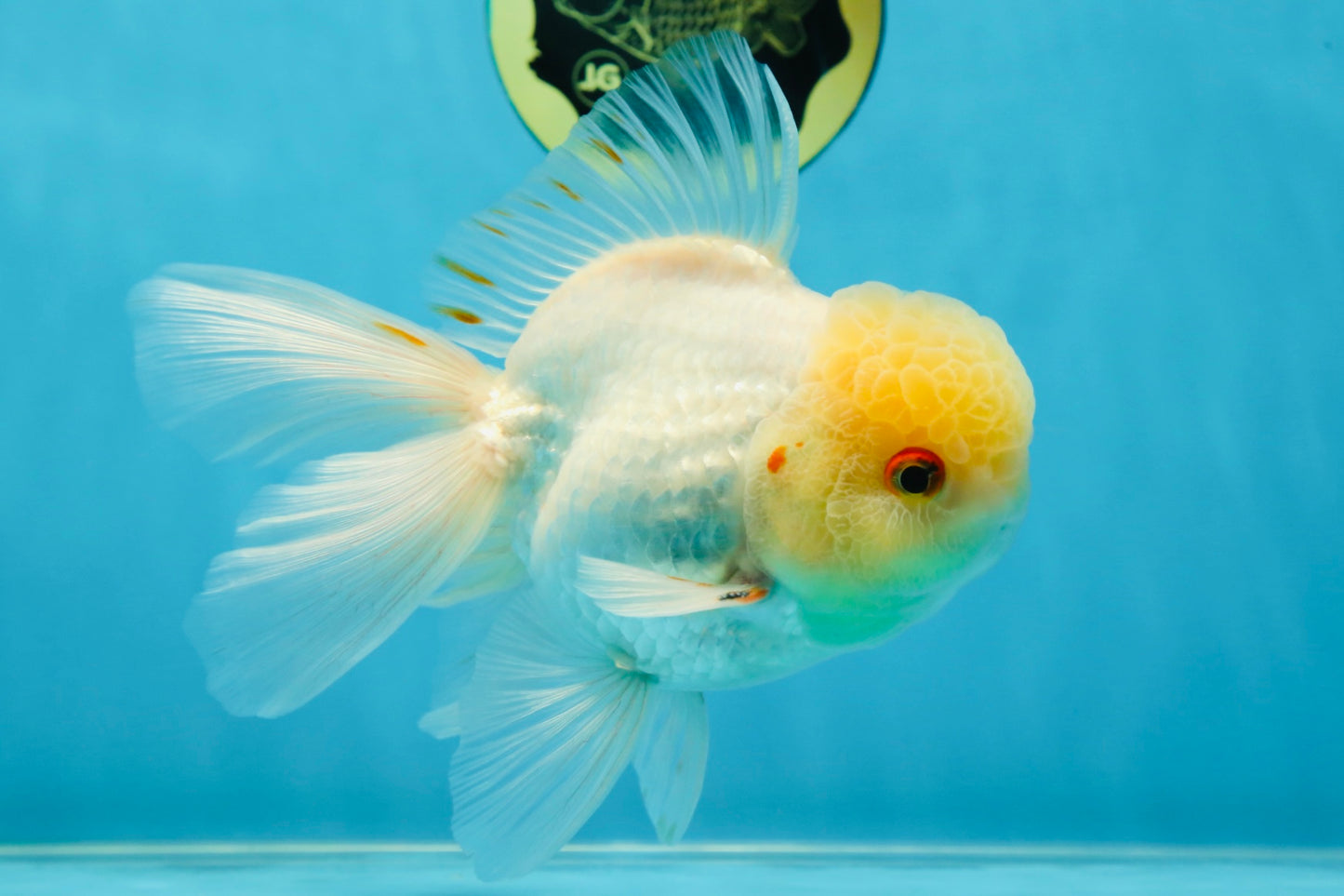A Grade White Oranda Male 5.5-6 inches #060625OR_26