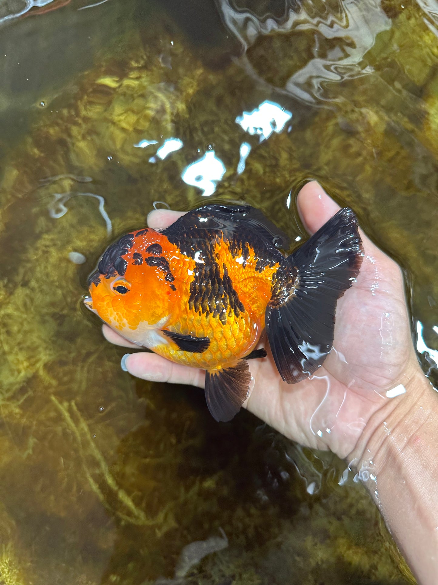 AAA Grade FIRE Apache Yuanbao Female 5-5.5 inches #091925YB_19