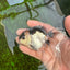 Panda Oranda Male 3-3.5 inches #1004OR_26