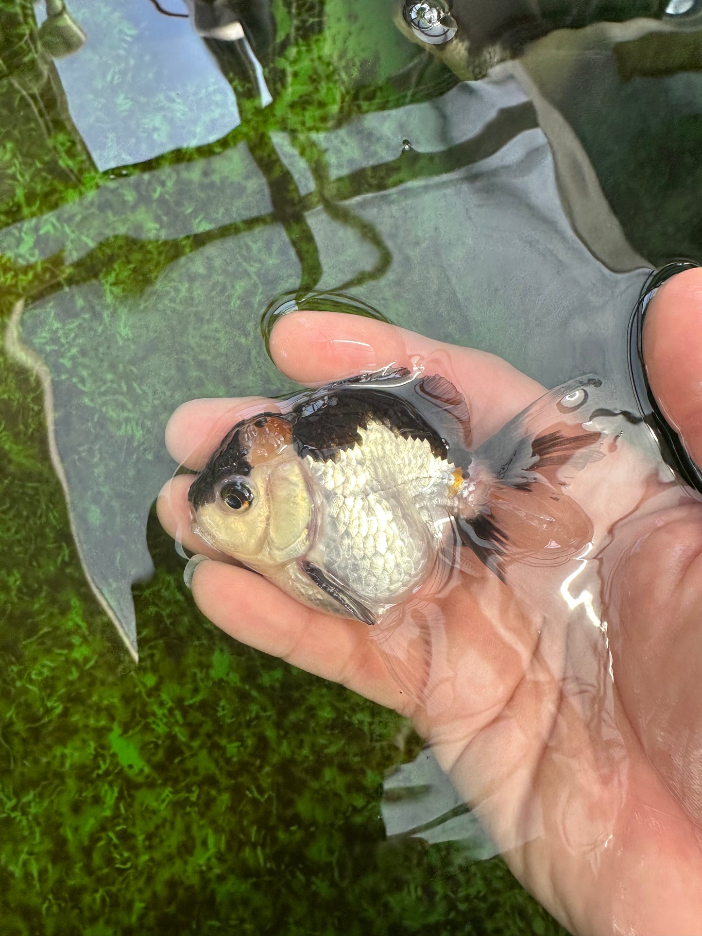 Panda Oranda Male 3-3.5 inches #1004OR_26