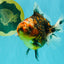 A Grade Tiger Oranda Female 5.5 inches #090426OR_07