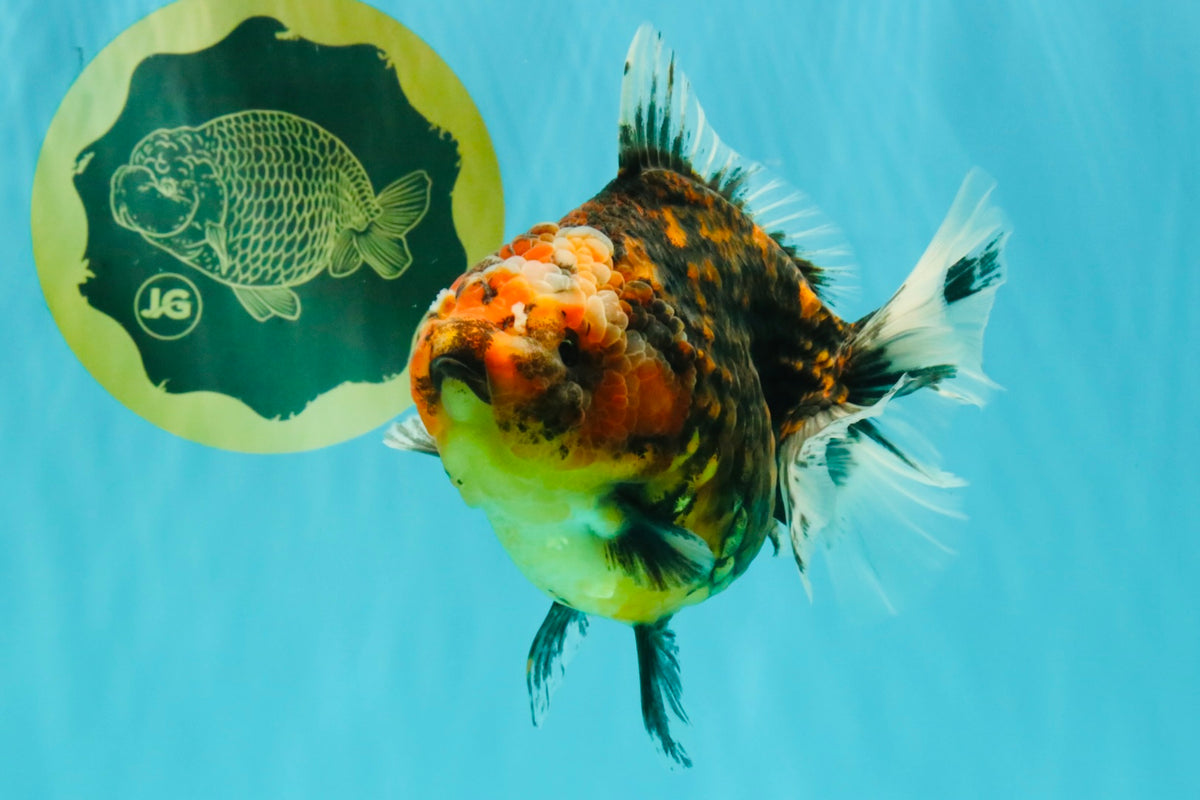 A Grade Tiger Oranda Female 5.5 inches #090426OR_07