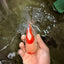 A Grade Red White Oranda Male 5.5-6 inches #082126OR_04