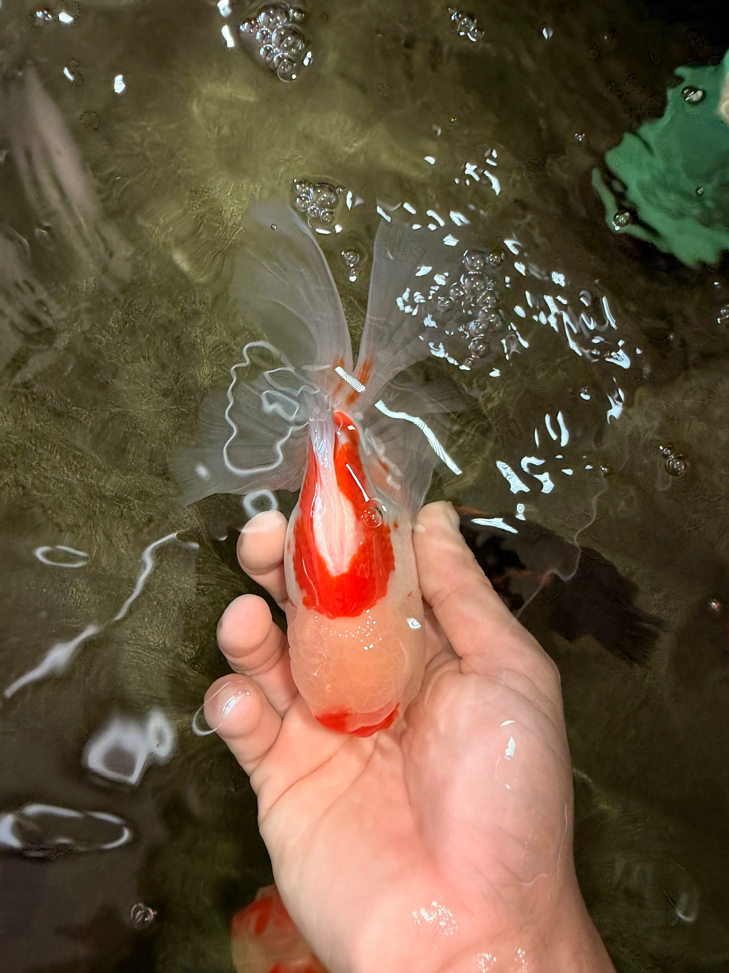 A Grade Red White Oranda Male 5.5-6 inches #082126OR_04