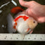 A Grade Red White Yuanbao Female 5-5.5 inches #082126YB_28