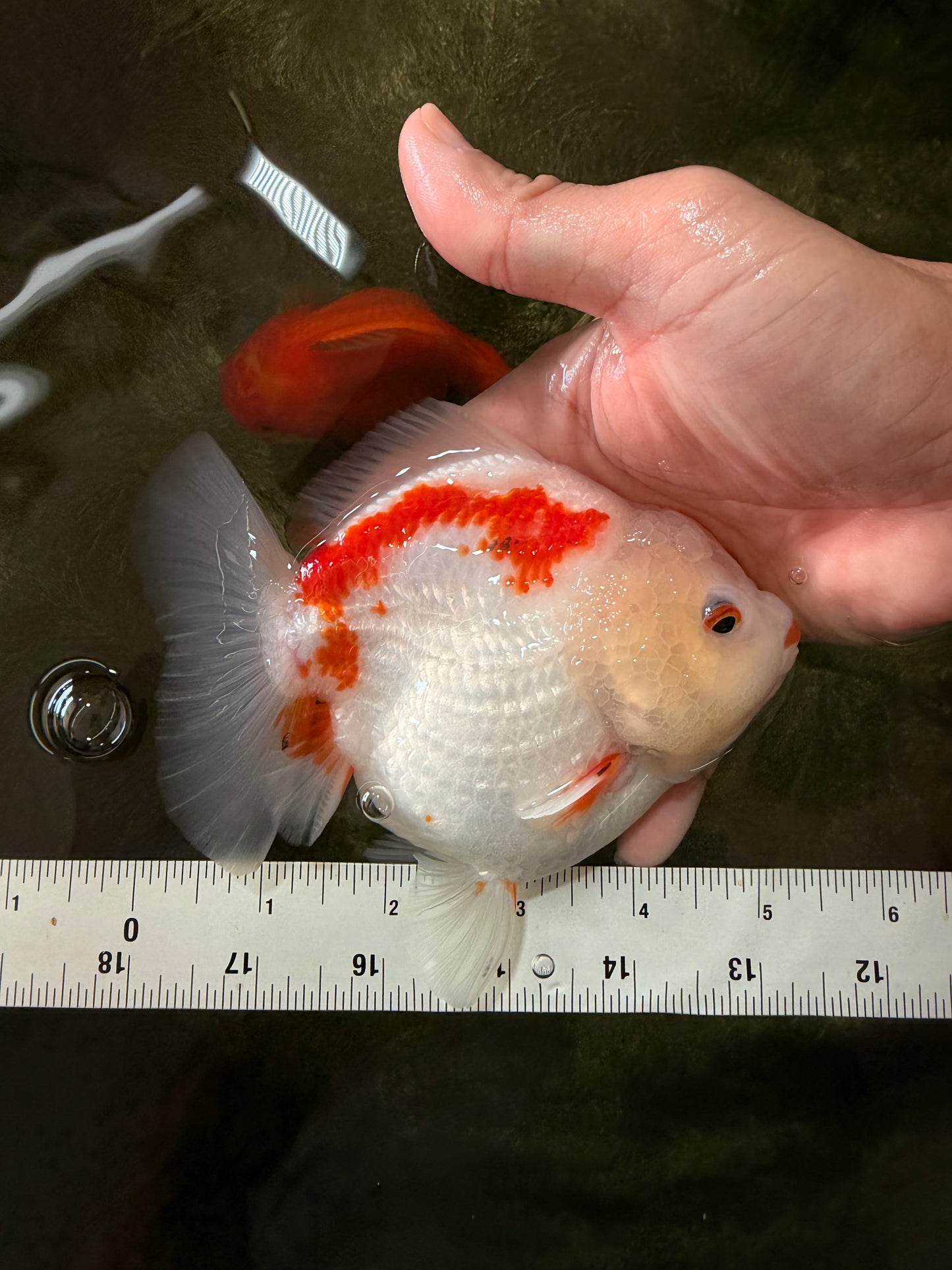 A Grade Red White Yuanbao Female 5-5.5 inches #082126YB_28